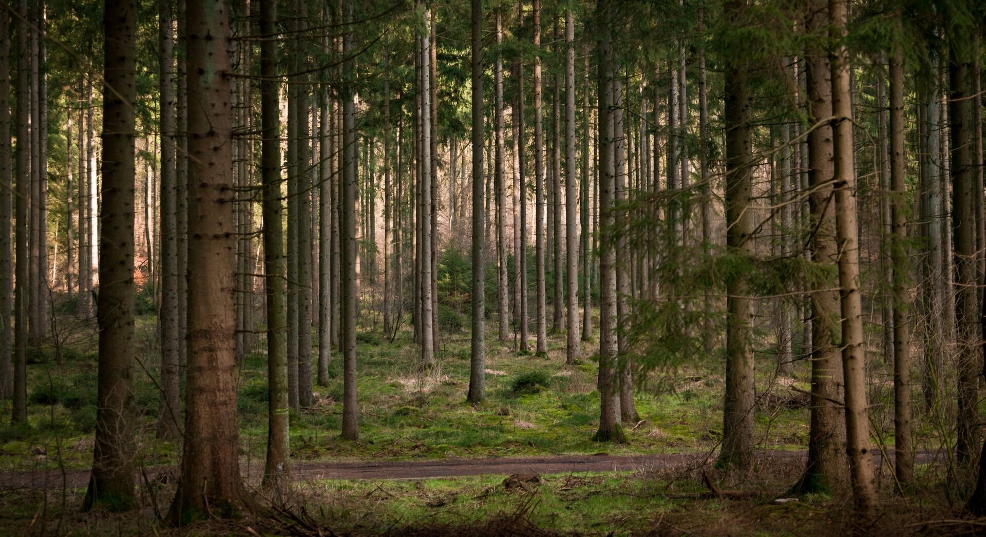German Forest